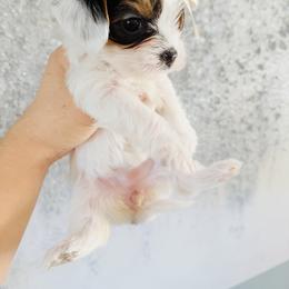 Penelope - Parti female Yorkshire Terrier puppy in Aurora, Colorado from Lavish Yorkies