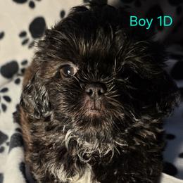 Boy 1 D - Black male Shih Tzu puppy in Buxton, Maine from Shih Tzu Junction