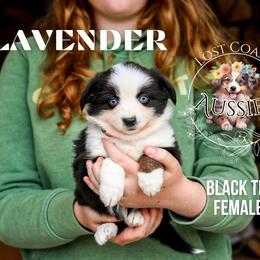 Lavender - Black tri female Miniature American Shepherd puppy in Ferndale, California from Lost Coast Aussies
