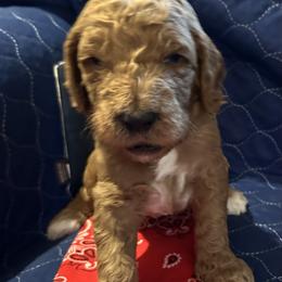 Red Collar boy - Rome (France) - Red  male Goldendoodle puppy in West Sacramento, California from Pomegranate Doodles
