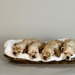 Cocker Spaniel Puppies from Tru-Luv Cockers