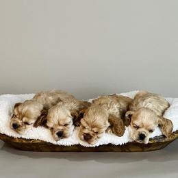 Cocker Spaniel Puppies from Tru-Luv Cockers