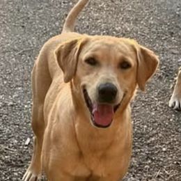 Golden Retrievers and Labrador Retrievers from LoneTree Retrievers