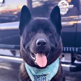 Kolton - Akita