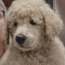 Green collar (Leo) - Cream male Poodle puppy in Stephentown, New York from Creme de la Poodle, standard poodles