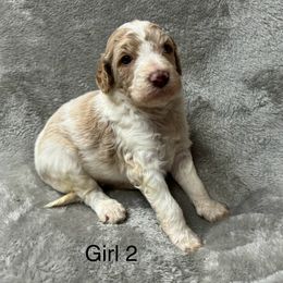 Goldendoodle Puppies from Bell’s Goldendoodles