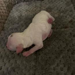 Boy 4 - Parti male Poodle puppy in Haddam, Kansas from Golden B Acres