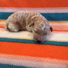 Girl 1 - Apricot female Goldendoodle puppy in Bucyrus, Missouri from Hill Top Pomskies