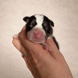 Tri male - Black and tan male Pembroke Welsh Corgi puppy in Tenino, Washington from LoneStar Corgis NW