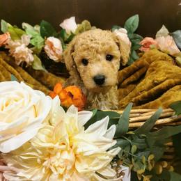 Maltipoo Puppies from Cupcake Cuties