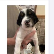 English Setter Puppies from Wildcat Creek Kennels