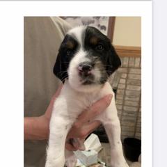 English Setter Puppies from Wildcat Creek Kennels