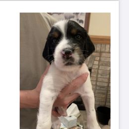 English Setter Puppies from Wildcat Creek Kennels