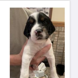 English Setter Puppies from Wildcat Creek Kennels