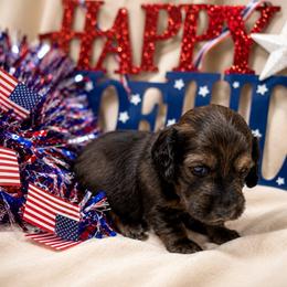Black collar male - Red male Dachshund puppy in Pleasant Plains, Arkansas from JGBs Dachshunds