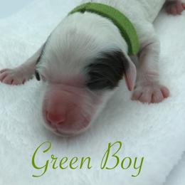 Bernedoodle and Goldendoodle Puppies from Bailey Mountain Doodles