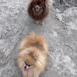 Pomeranian puppies from Highlander Pomeranians