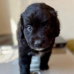 Oakley - Black and white male Aussiedoodle puppy in Seguin, Texas from Navarro Royal Pups