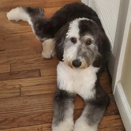 Labradoodles and Sheepadoodles from Hub City Doodles