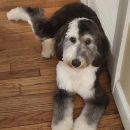 Labradoodles and Sheepadoodles from Hub City Doodles