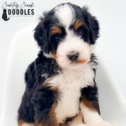 Brody - Tri-color male Bernedoodle puppy in Tipton, Indiana from Country Creek Doodles