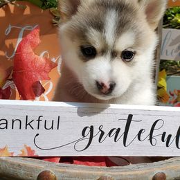 Boy 2 - Siberian Husky puppy in Gloucester, Virginia from Roaring Springs Pomsky