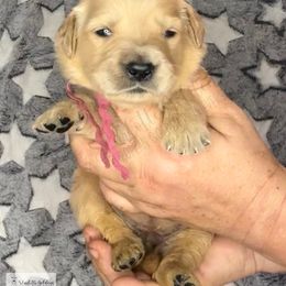 Furry and Bright Litter girl - Golden female Golden Retriever puppy in Argyle, Texas from Skarlotte Goldens, LLC