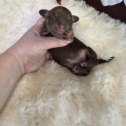 Ernest - Chocolate and cream male Dachshund puppy in Alexander, North Dakota from Wild Rose Ridge Doxies