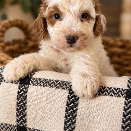 Rusty - Parti male Goldendoodle puppy in Lima, Ohio from Hommel’s Mini Darling Doodles
