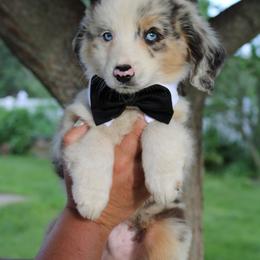 Aussiedoodle, Bulldog, Miniature Australian Shepherd, Poodle, and Toy Australian Shepherd Puppies from Mowry Creek Mini Aussiedoodles and More