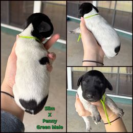 Green male - Black roan male German Shorthaired Pointer puppy in Crockett, Texas from LL Gun Dogs, LLC
