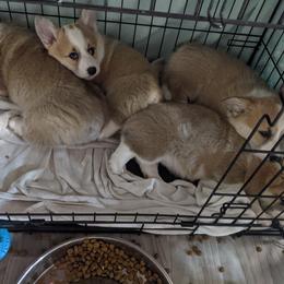Pembroke Welsh Corgi Puppies from Sunny-Side Corgis