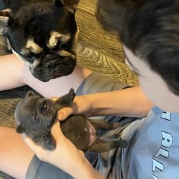 French Bulldog Puppies from K&J Frenchies