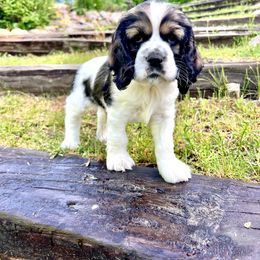 Cocker Spaniel Puppies from Sylvan Acres Spaniels