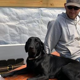 Labradoodles, Labrador Retrievers, and Sheepadoodles from Millies Legacy Farm