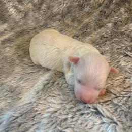 Luna - Parti female Goldendoodle puppy in Haddam, Kansas from Golden B Acres