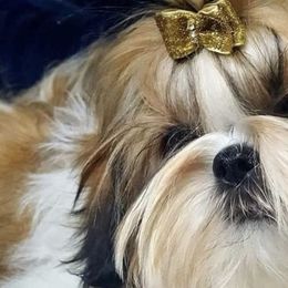 Shih Tzus from WillowCreek Mountain View Shih Tzu