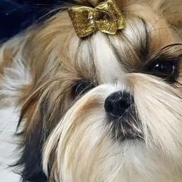 Shih Tzus from WillowCreek Mountain View Shih Tzu