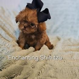 Akc red liver 1300 - Liver male Shih Tzu puppy in Dexter, Kentucky from Enchanting Shih tzu