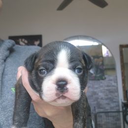 Otto - Brindle male Companion Cross puppy in Fort Myers, Florida from Legends Frenchton's, French Bulldogs ,Boston Terriers, Reindeer chihuahuas & French Bullhuahua's
