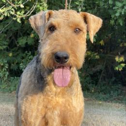 Tia - Airedale Terrier