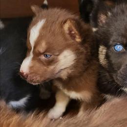 Zuri - Brown and white female Siberian Husky puppy in Madison, Georgia from Thornbury Kennel
