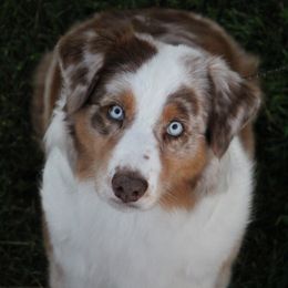 Champion Ginger - Australian Shepherd