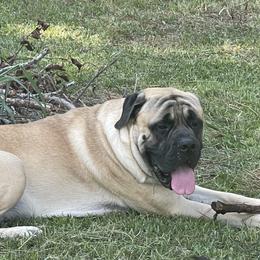Ruger - Mastiff