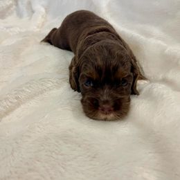 Cocker Spaniel Puppies from Jennifer Dees