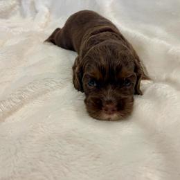 Cocker Spaniel Puppies from Jennifer Dees