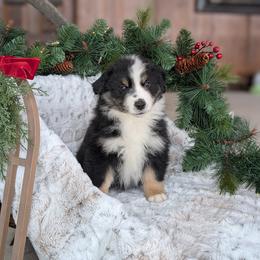 Male 1 - Black tri male Miniature American Shepherd puppy in Fort Dodge, Iowa from Come By MAS