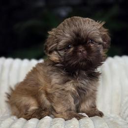 River - Red male Shih Tzu puppy in Smithville, Georgia from The Luckie Puppy
