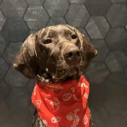 Sam - German Shorthaired Pointer