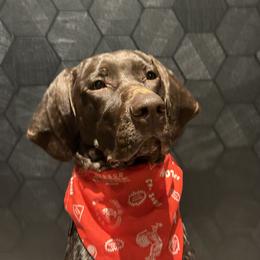 Sam - German Shorthaired Pointer